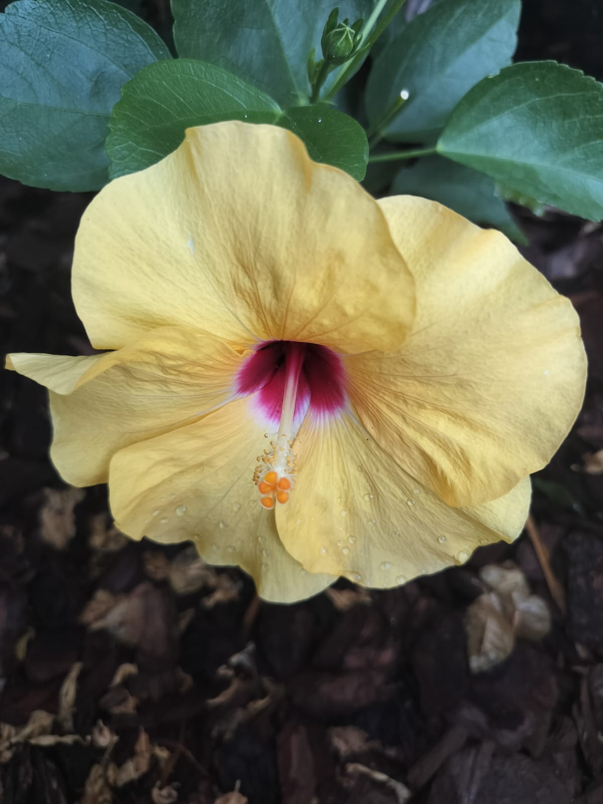 Omgeving van Villa vounó